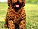 Ruhsatli Çi̇ftli̇kten Poodle Bebekler