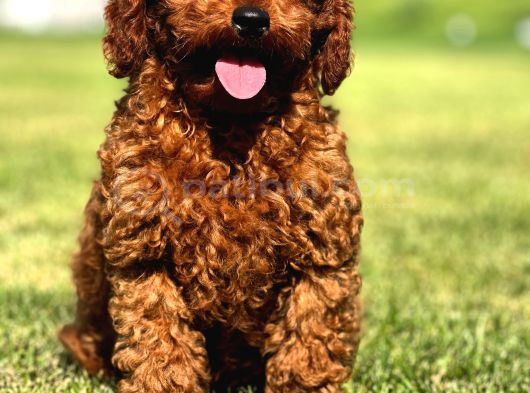 Ruhsatli Çi̇ftli̇kten Poodle Bebekler görsel