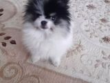 Kuşadasında Panda Pomeranian Yavrusu