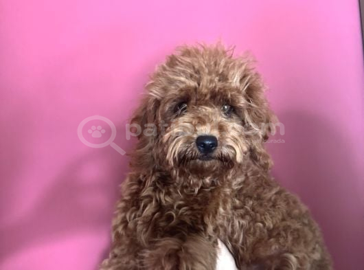 3 Aylık Dişi Toy Poodle Yavrumuz Çerkezköy görsel