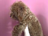 3 Aylık Dişi Toy Poodle Yavrumuz Çerkezköy