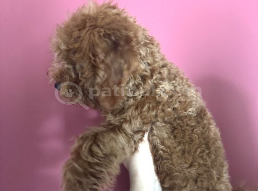 3 Aylık Dişi Toy Poodle Yavrumuz Çerkezköy görsel