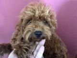 3 Aylık Dişi Toy Poodle Yavrumuz Çerkezköy