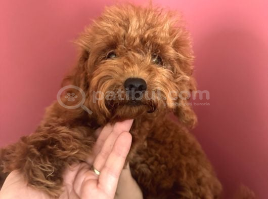 3 Aylık Dişi Toy Poodle Yavrumuz Çerkezköy görsel