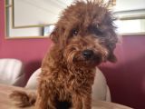 3 Aylık Dişi Toy Poodle Yavrumuz Çerkezköy