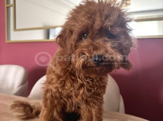 3 Aylık Dişi Toy Poodle Yavrumuz Çerkezköy
