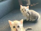 Silver British Shorthair İstanbul