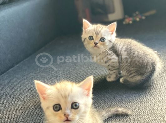 Silver British Shorthair İstanbul görsel