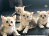 Silver British Shorthair İstanbul