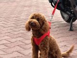 A Kalite Sağlıklı Poodle Bebekler