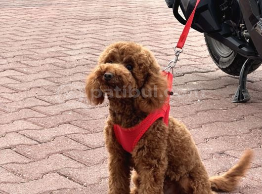 A Kalite Sağlıklı Poodle Bebekler görsel