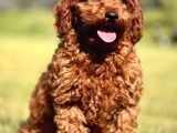 Ruhsatli Çi̇ftli̇kten Poodle Bebekler
