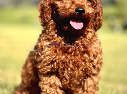 Ruhsatli Çi̇ftli̇kten Poodle Bebekler görsel