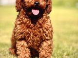 Ruhsatli Çi̇ftli̇kten Poodle Bebekler
