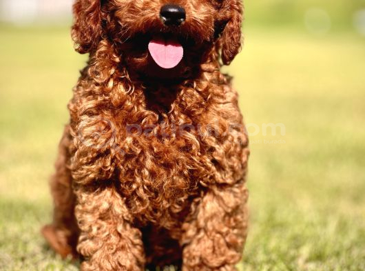 Ruhsatli Çi̇ftli̇kten Poodle Bebekler görsel