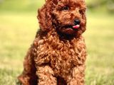 Ruhsatli Çi̇ftli̇kten Poodle Bebekler