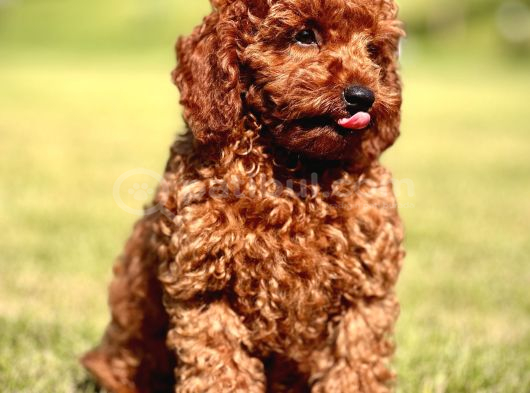 Ruhsatli Çi̇ftli̇kten Poodle Bebekler