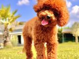 Eği̇ti̇mli̇ 6 Aylik Poodle Yavrusu