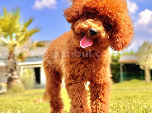 Eği̇ti̇mli̇ 6 Aylik Poodle Yavrusu görsel