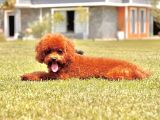 Eği̇ti̇mli̇ 6 Aylik Poodle Yavrusu