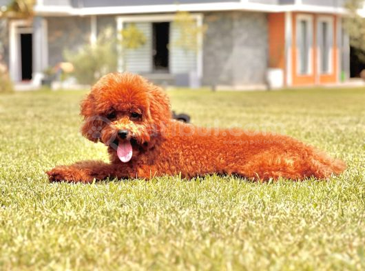 Eği̇ti̇mli̇ 6 Aylik Poodle Yavrusu görsel