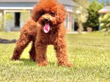 Eği̇ti̇mli̇ 6 Aylik Poodle Yavrusu
