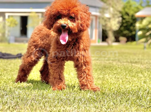 Eği̇ti̇mli̇ 6 Aylik Poodle Yavrusu
