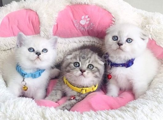 Kalite Isteyenlere Özel Scotısh Fold Yavrularımız