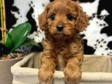 Veteri̇ner Kli̇ni̇ği̇nde Tesli̇m Mi̇ni̇ Boy Malti̇poolar