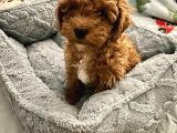 Veteri̇ner Kli̇ni̇ği̇nde Tesli̇m Mi̇ni̇ Boy Malti̇poolar