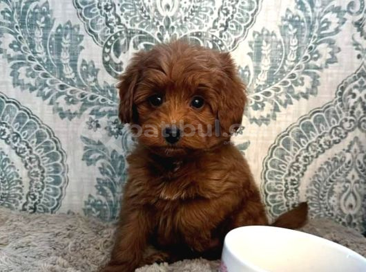 Veteri̇ner Kli̇ni̇ği̇nde Tesli̇m Mi̇ni̇ Boy Malti̇poolar görsel