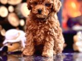 Çi̇ftli̇kten Garanti̇li̇ Poodle Bebekler