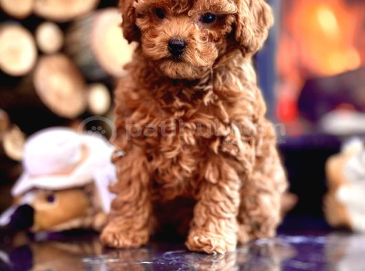 Çi̇ftli̇kten Garanti̇li̇ Poodle Bebekler