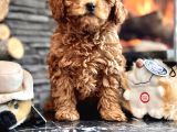 Çi̇ftli̇kten Garanti̇li̇ Poodle Bebekler