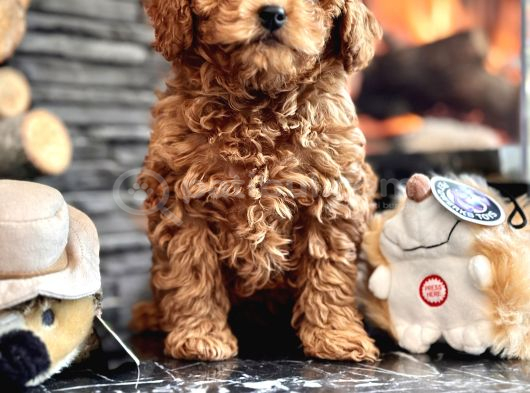 Çi̇ftli̇kten Garanti̇li̇ Poodle Bebekler görsel
