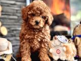 Çi̇ftli̇kten Garanti̇li̇ Poodle Bebekler