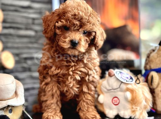 Çi̇ftli̇kten Garanti̇li̇ Poodle Bebekler görsel