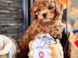 Çi̇ftli̇kten Garanti̇li̇ Poodle Bebekler