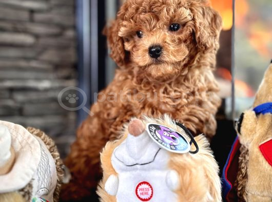 Çi̇ftli̇kten Garanti̇li̇ Poodle Bebekler görsel
