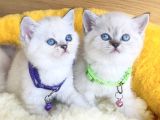 Show Class Maviş Point British Shorthair Bebeklerim