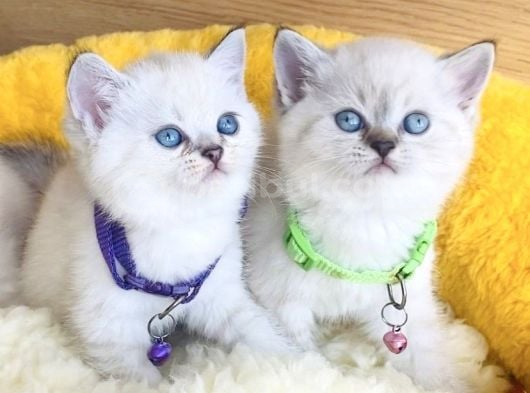 Show Class Maviş Point British Shorthair Bebeklerim