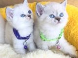 Show Class Maviş Point British Shorthair Bebeklerim