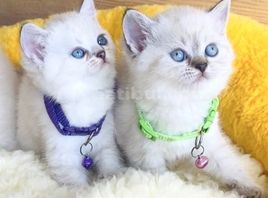 Show Class Maviş Point British Shorthair Bebeklerim görsel