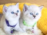 Show Class Maviş Point British Shorthair Bebeklerim