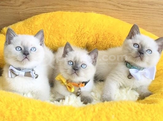 Show Class Maviş Point British Shorthair Bebeklerim görsel