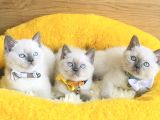 Show Class Maviş Point British Shorthair Bebeklerim