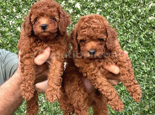 A Kalite Sağlıklı Poodle Bebekler