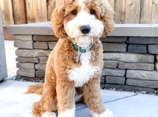 Mi̇ni̇ Doodle Yavrular görsel