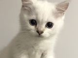 Erkek British Short Hair