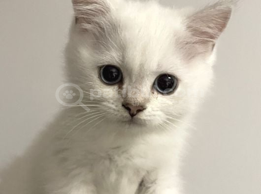 Erkek British Short Hair görsel